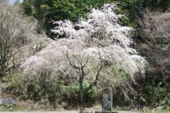 坂道に佇む桜