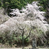坂道に佇む桜