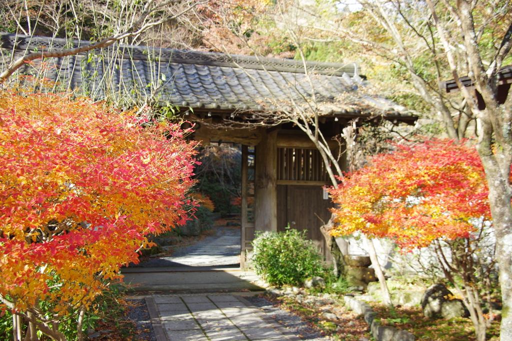 紅葉でお出迎え