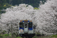 桜の駅到着