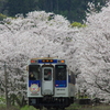 桜の駅到着