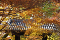 やっと来た紅葉