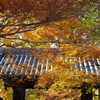 やっと来た紅葉