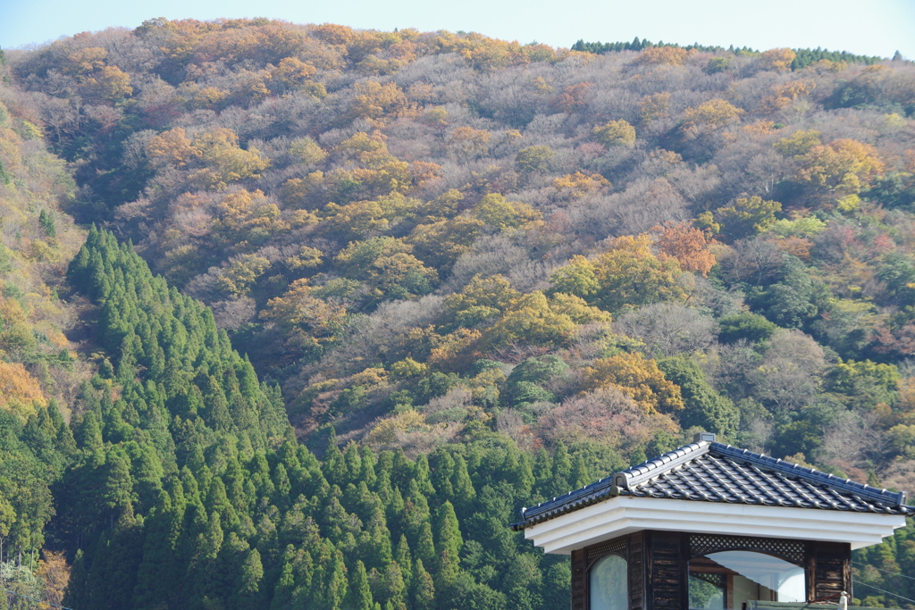 見事な紅葉