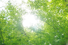 木漏れ日