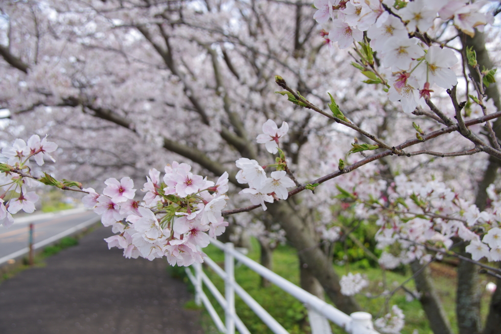 満開の桜