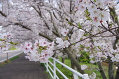 満開の桜