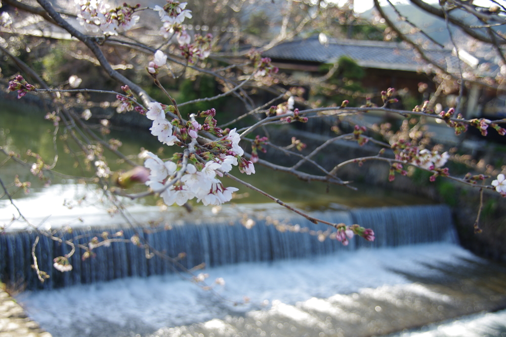中ノ島橋桜