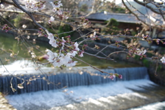 中ノ島橋桜
