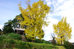 天昇銀杏