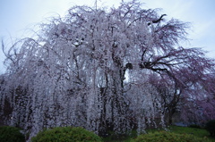 しだれ桜
