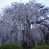 しだれ桜