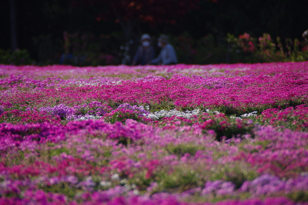 芝桜と語い