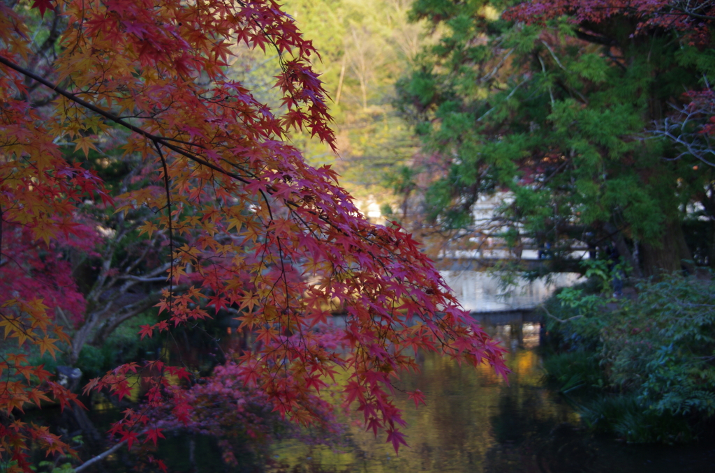 真赤な紅葉