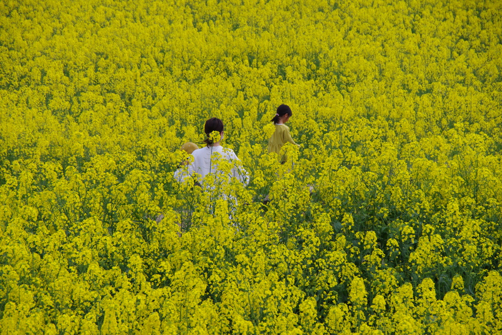 菜の花畑をお散歩