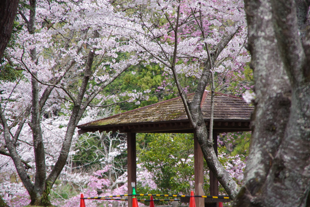 人待待ち桜