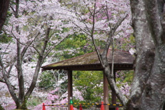 人待待ち桜