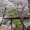 人待待ち桜