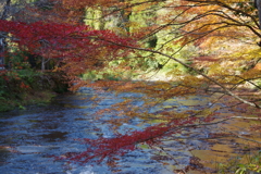 紅葉のせせらぎ