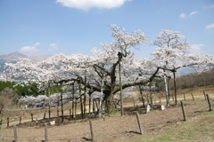 遠くの山に観音桜