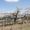 遠くの山に観音桜