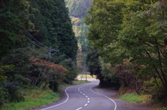森を抜ける道