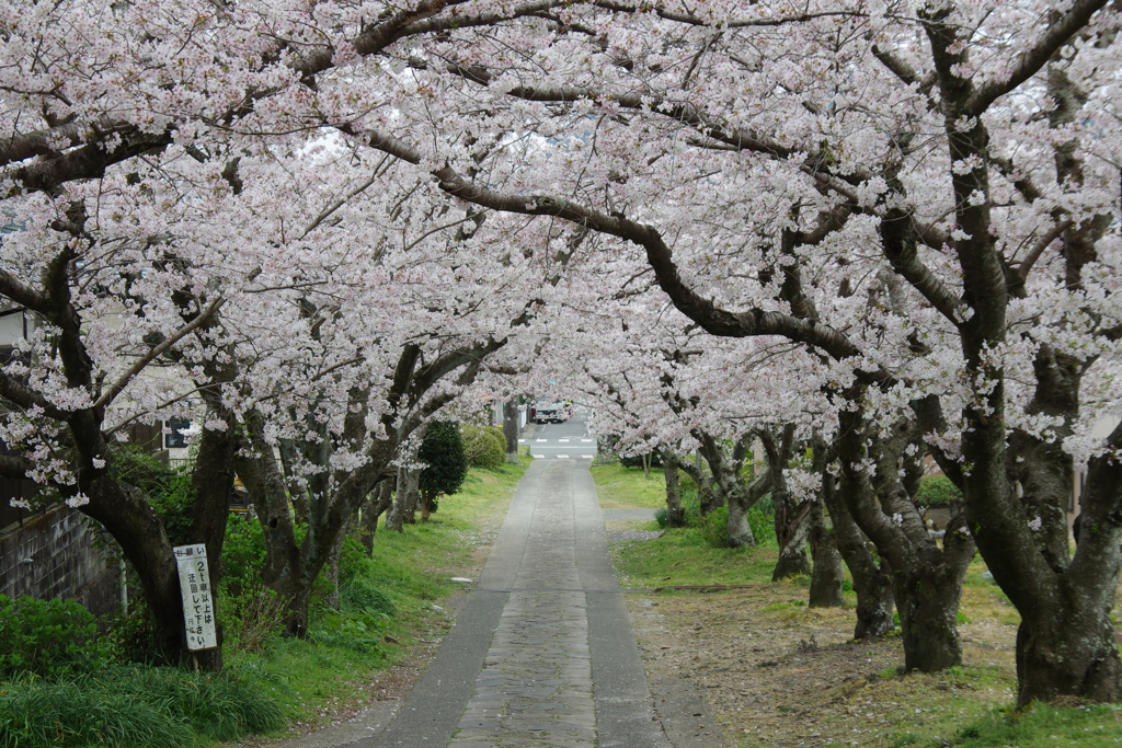 桜のアーチ