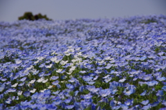 一面の花1