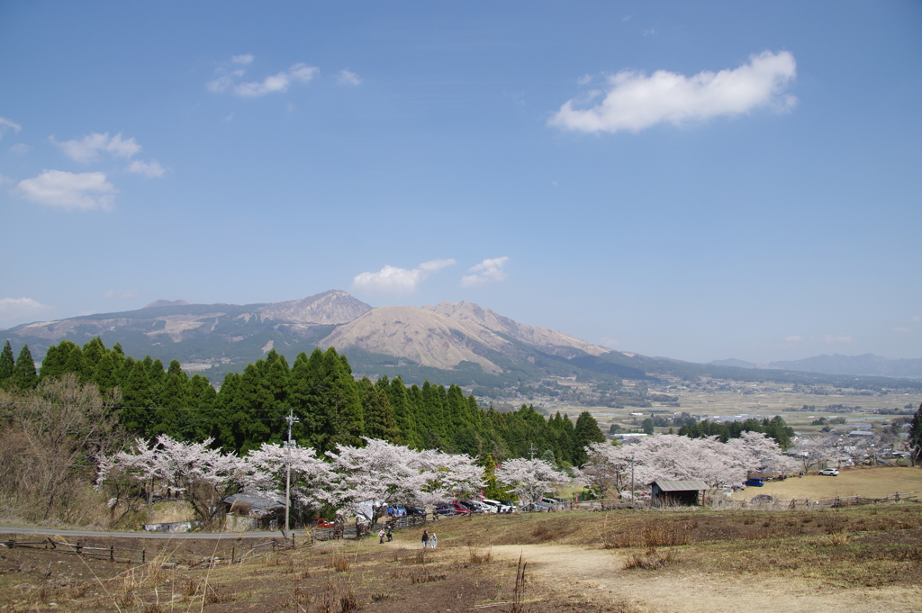 遠景に桜映え