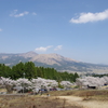 遠景に桜映え