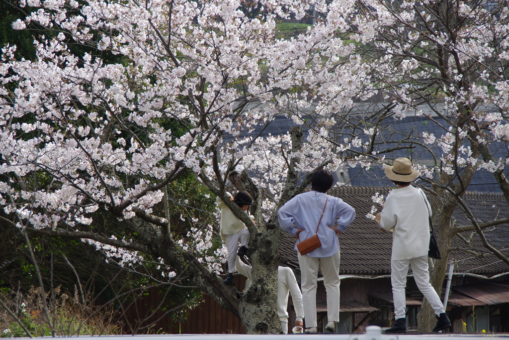 家族でお花見