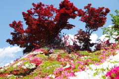ツツジと紅葉