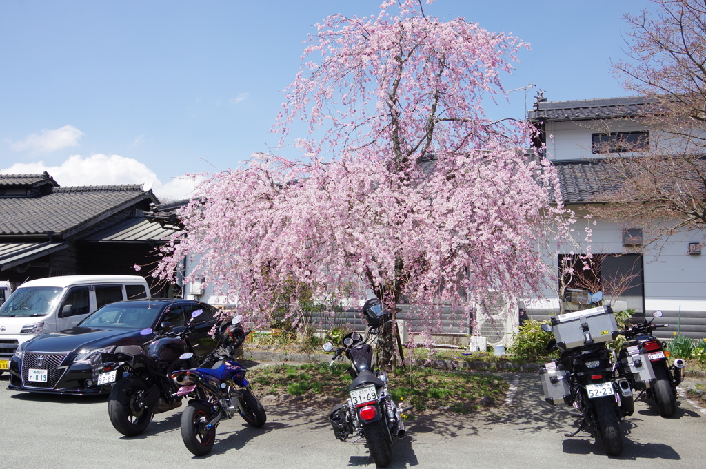 バイクのお花見