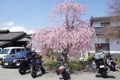 バイクのお花見