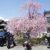 バイクのお花見