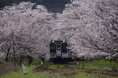 桜の駅♪発車♪