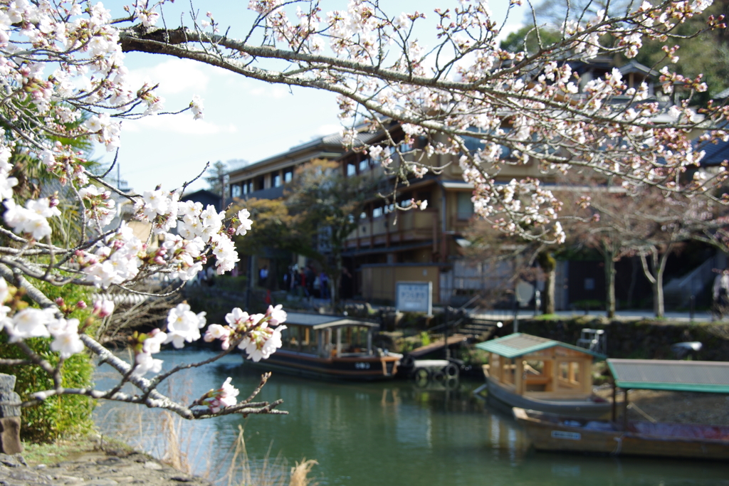 桂川桜