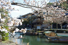桂川桜
