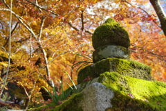 紅葉と苔のコラボ