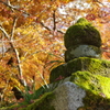 紅葉と苔のコラボ