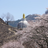 桜映えの仏舎利塔
