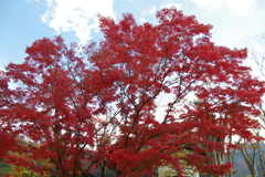 真っ赤に紅葉