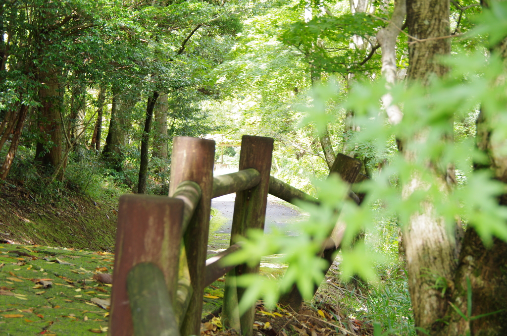 森の散歩道