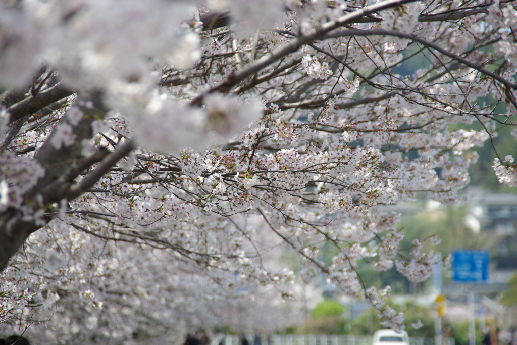 桜日和
