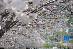 桜日和