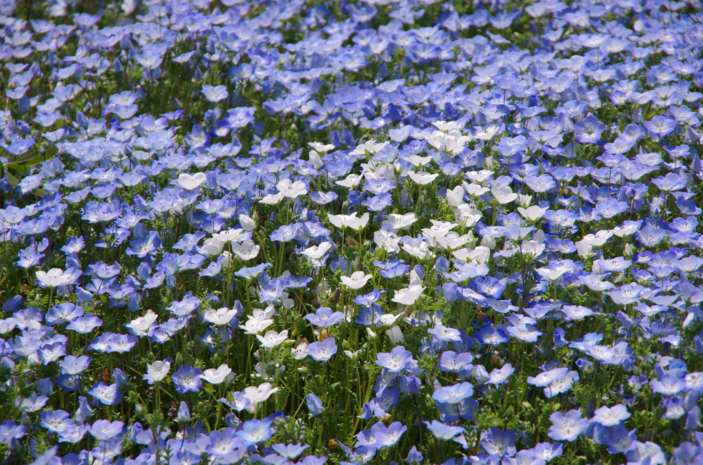 一面の花2