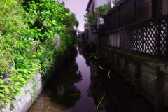 路地裏に蛍