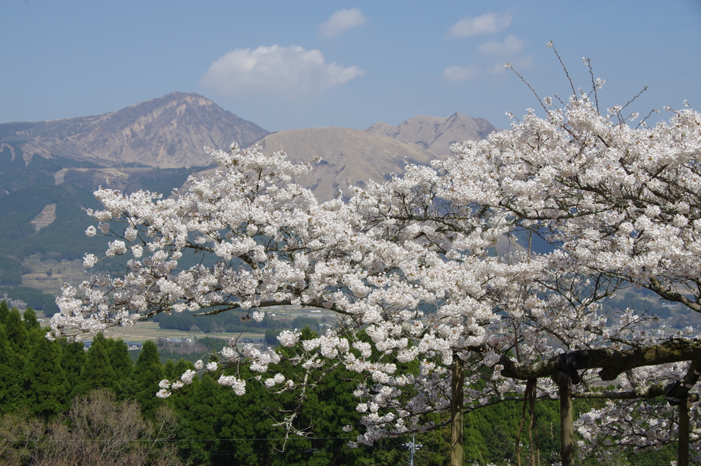 桜の主張