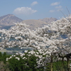 桜の主張