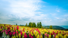 Carpet of Flowers